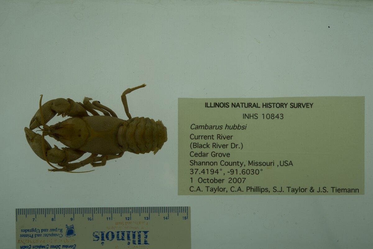 Cambarus hubbsi image